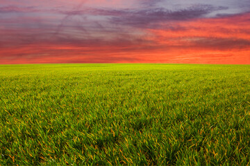 summer green prairie with grass at the dramatic sunset, beautiful rural outdoor background