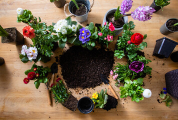 Top view of various flowers in pots stand around the soil