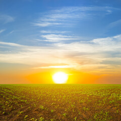 summer green field with culture sprout at the dramatic sunset, beautiful agricultural outdoor background