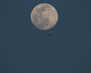 Luna piena © Stefano Piazza