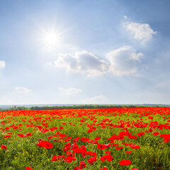red poppy flower field under a sparkle sun, summer countryside natural background