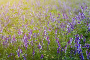 Obraz na płótnie Canvas closeup wild prairie flowers, summer outdoor countryside background