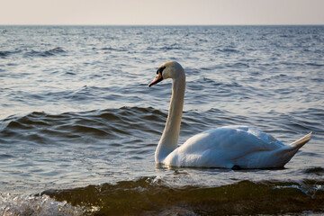 swan on the water
