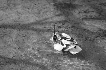 pied avocet in the water 