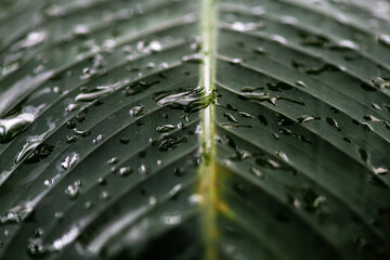 Nice close up shot of rain drops on green palm leave nature macro