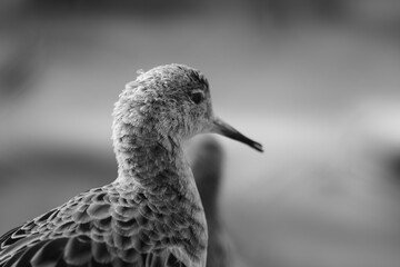 close up of a redshank