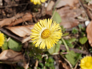 Nahaufnahme auf einer Tussilago farfara oder Huflattich Blume 