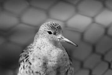 close up of a ruff