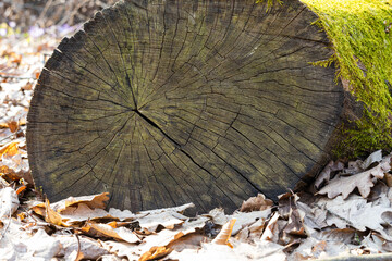 Beautiful old slice of wood with ancient cracks