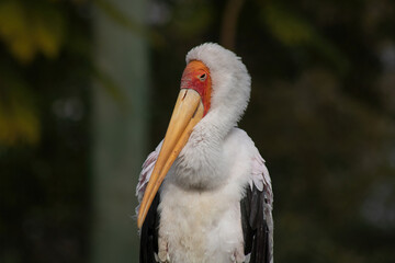 Yellow billed stork