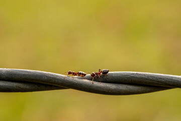 Two Ants On Fence Wire