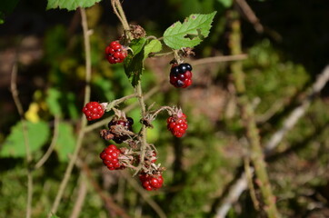 wild blackberry in the forest