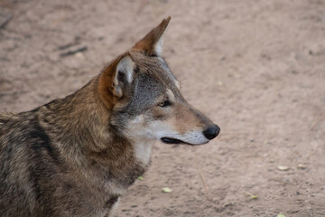 Red wolf