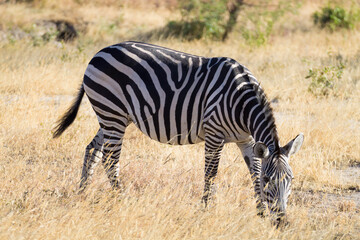 Fototapeta na wymiar Zebra close up, Tarangire National Park, Tanzania