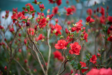 Obraz na płótnie Canvas Nice red pink and purple camelia flower macro photography in botanic garden