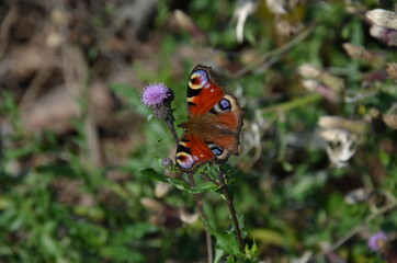 peacock butterfly on flower