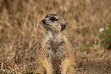 An alert meerkat