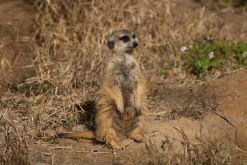 An alert meerkat