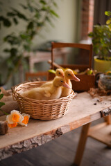 easter basket with ducks