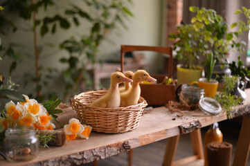easter basket with ducks