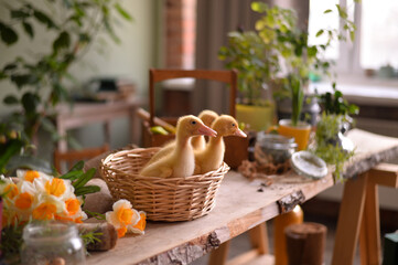 easter basket with ducks