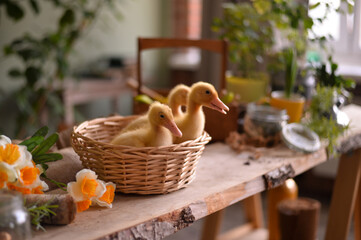 easter basket with ducks