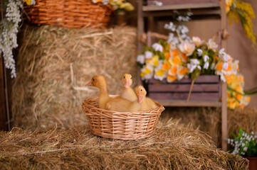 easter basket with ducks