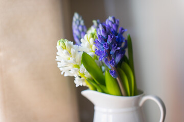  blue and white hyacinths, the first blooms of spring, in a white vase on a beige background  - 423441186