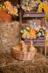 Easter ducks 