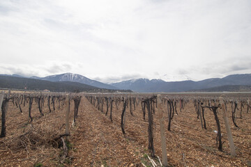 growing vine tree with wire, cloudless white sky with mountains lying behind