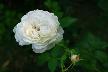 Beautiful roses blooming in the garden