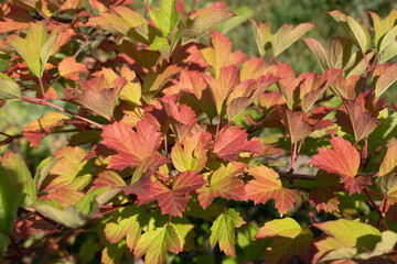 viburnum autumn leaves
