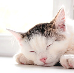 kitten sleeping on the windowsill