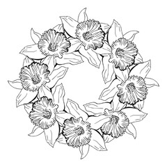 Floral circle wreath with hand drawn outline flowers narcissus, daffodils. Black and white vector floral elements isolated on white background.