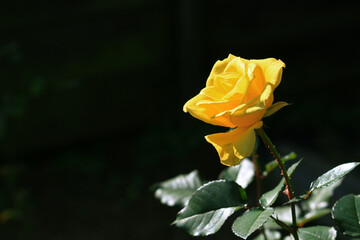 Beautiful roses blooming in the garden