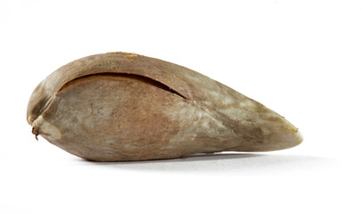 Obraz premium Dried avocado stones from juicy fruits