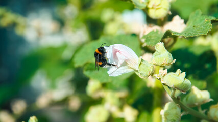 Spring allergy season concept. Close up of bumblebee pollinating white flower in garden.
