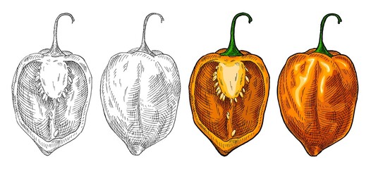 Whole and half pepper habanero. Vintage hatching vector illustration. - obrazy, fototapety, plakaty