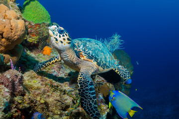 A hawksbill turtle on a tropical Caribbean reef