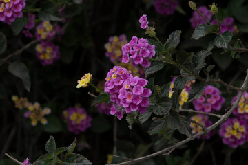 Lanatana camara, pink flowers and yellow crown among green leaves and blurred background in a garden
