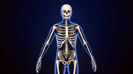 3d illustration of male human skeleton anatomy.