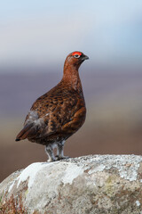 Red Grouse (Lagopus lagopus scotica) on a large gritstone boulder in the Peak District