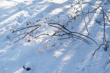 fresh snow cover. from the snow you can see a dry branch sticking out, bent after a gust of wind....