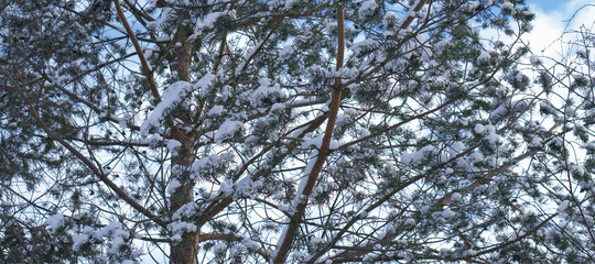 mature and beautiful spruce tree growing in natural conditions. cones hang on the branches, the tree itself is sprinkled with snow. the tree stands against the background of a clear and blue sky.