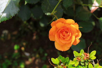 Beautiful roses blooming in the garden