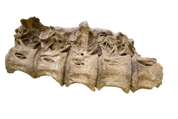 The five dorsal vertebrae of a sauropod are isolated on a white background. Paleontology Late Cretaceous fossil animals. © Victor1153