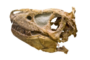 The skull of the predatory dinosaur tarbosaurus (Latin: Tarbosaurus bataar) isolated on a white background. Paleontology Late Cretaceous fossil animals.