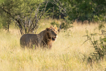 Wild lion in green grass. Lion at Kruger park