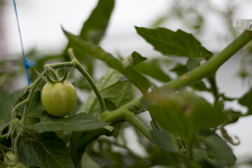 unripe  one green tomatoe, leaves and blurred background