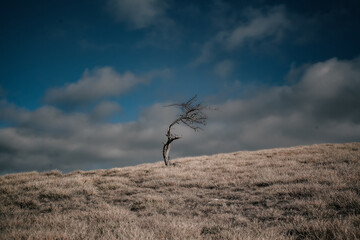 Obraz premium A lonely tree on a deserted hill